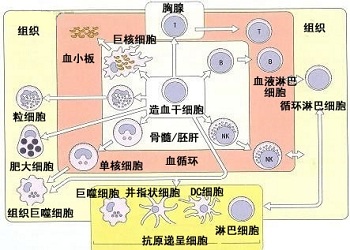 中药免疫抗癌疗法 常识：亚洲第一人一年走完四大极地，曾患鼻咽癌